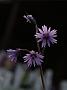Soldanella montana